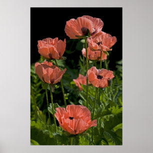 Snoep Poppen afdrukken Poster