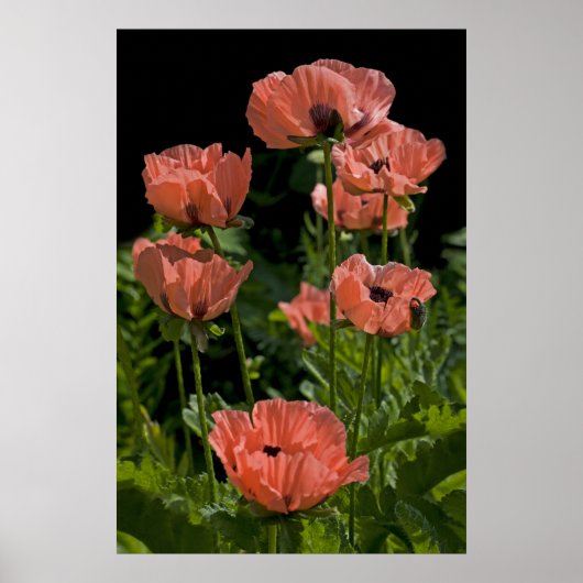 Snoep Poppen afdrukken Poster (Voorkant)