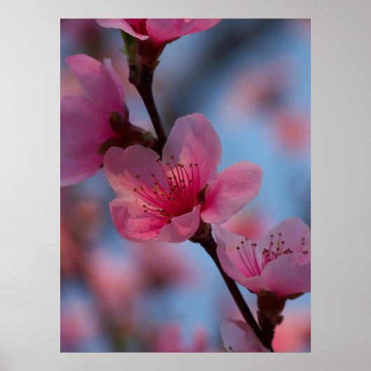 snoep poster (Voorkant)