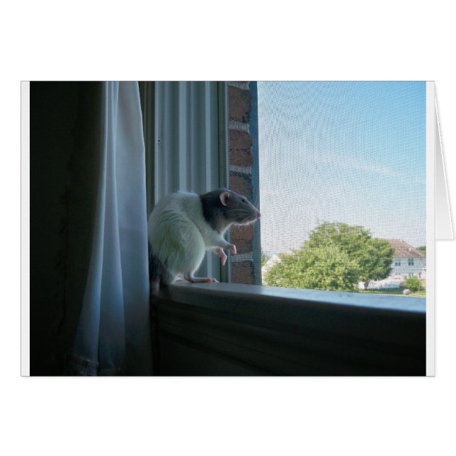 Snoepend tarief (Voorkant Horizontaal)