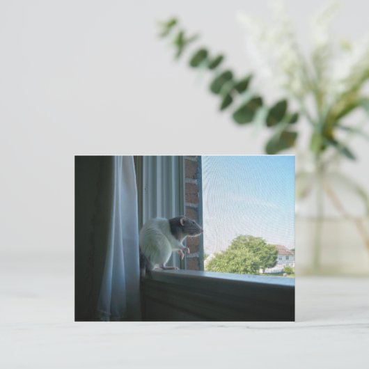 Snoepend tarief briefkaart (Staand voorkant)