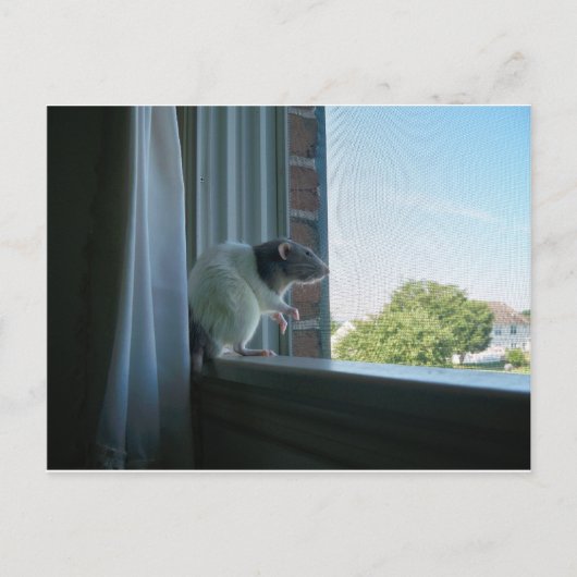 Snoepend tarief briefkaart (Voorkant)