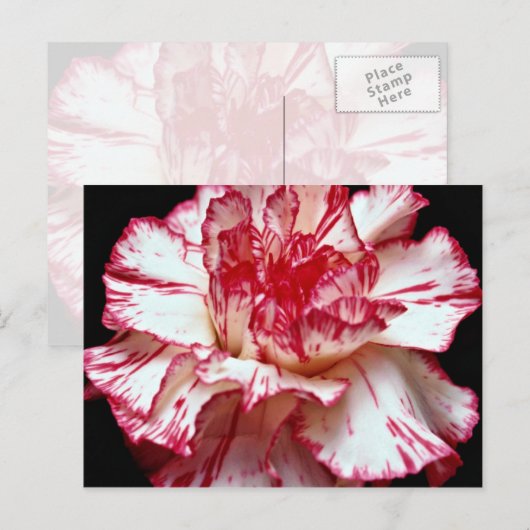 Snoepjes snijbloemen briefkaart (Voorkant / Achterkant)