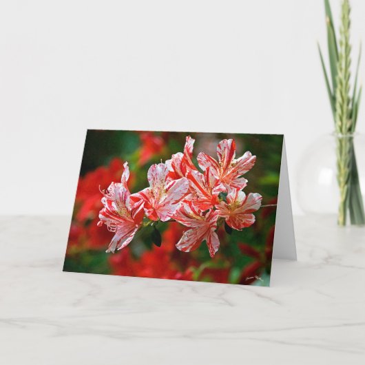 snoepsuikerriet feestdagen kaart (Voorkant)