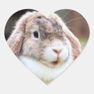 Snoezelkonijn Hart Sticker