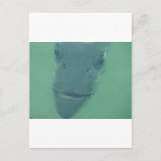 Snook Briefkaart