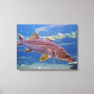 Snook Fish Canvas afdrukken