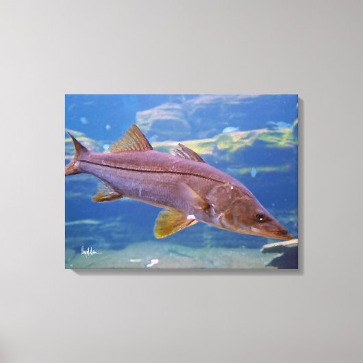 Snook Fish Canvas Print (Voorkant)