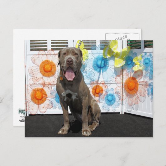 Snoop - Neopolitan Mastiff -3 Briefkaart (Voorkant / Achterkant)