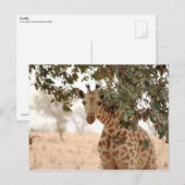 Snoopy Giraffe Briefkaart (Voorkant / Achterkant)