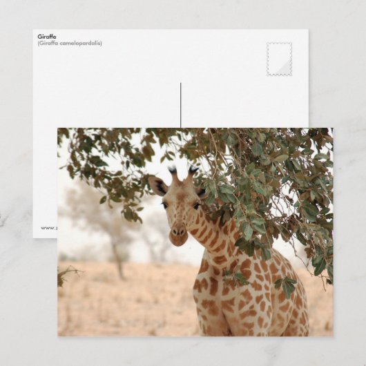 Snoopy Giraffe Briefkaart (Voorkant / Achterkant)