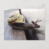 Snoose Briefkaart (Voorkant)