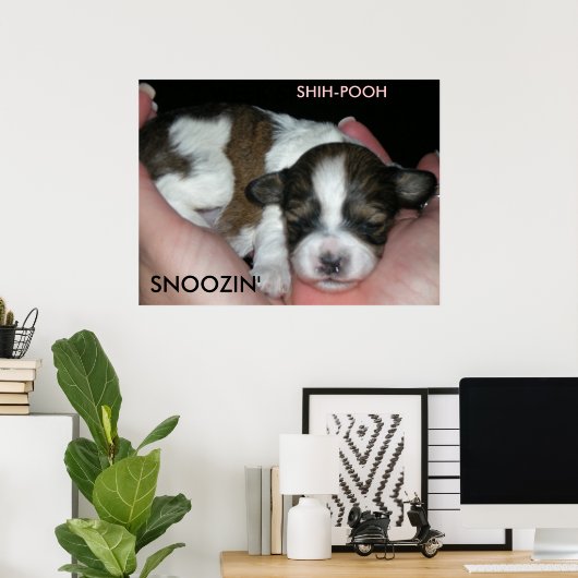 SNOOZIN', 2 WEEK SHIH-POO, S... POSTER (Thuiskantoor)