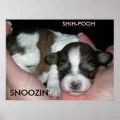 SNOOZIN', 2 WEEK SHIH-POO, S... POSTER (Voorkant)