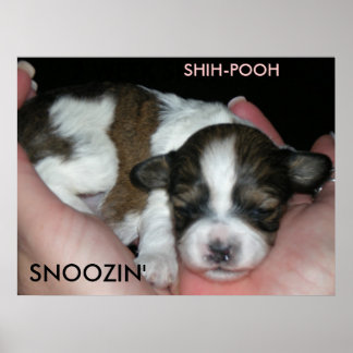 SNOOZIN', 2 WEEK SHIH-POO, S... POSTER