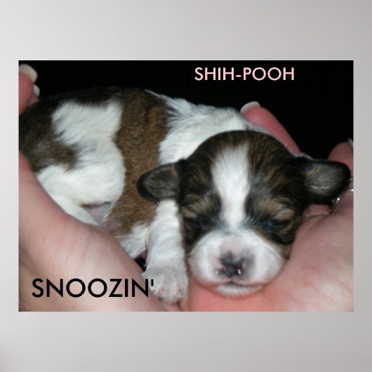 SNOOZIN', 2 WEEK SHIH-POO, S... POSTER (Voorkant)