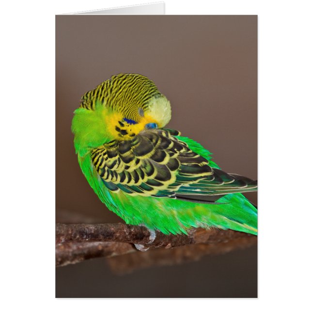 Snoozing Budgie Card (Voorkant)