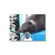 Snoozing Galapagos Zee Lion