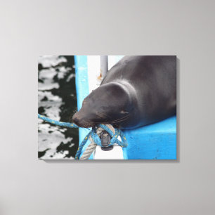 Snoozing Galapagos Zee Lion Canvas Afdruk