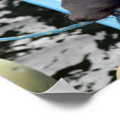 Snoozing Galapagos Zee Lion Poster (Hoek)