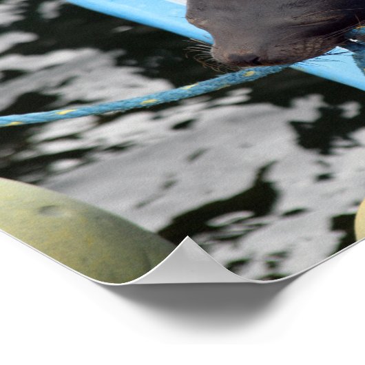 Snoozing Galapagos Zee Lion Poster (Hoek)