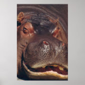 Snoozing Hippopotamus Portret Poster (Voorkant)