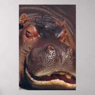 Snoozing Hippopotamus Portret Poster