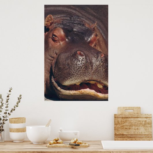 Snoozing Hippopotamus Portret Poster (Keuken)
