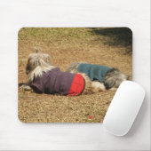 Snoozing in Nong Khai Muismat (Met muis)