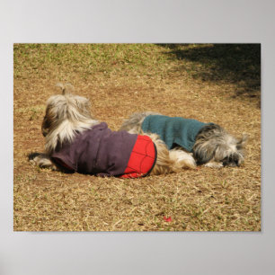 Snoozing in Nong Khai Poster