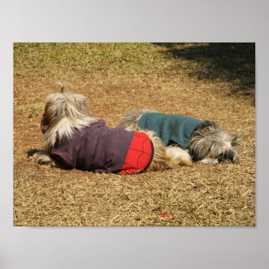 Snoozing in Nong Khai Poster (Voorkant)