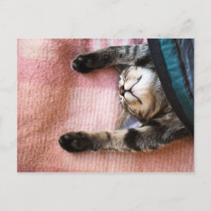 Snoozing Kitten Briefkaart