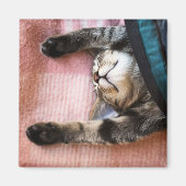 Snoozing Kitten Magneet (Voorkant)