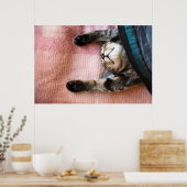 Snoozing Kitten Poster (Keuken)
