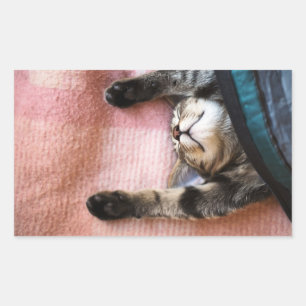 Snoozing Kitten Rechthoekige Sticker