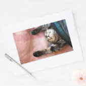 Snoozing Kitten Rechthoekige Sticker (Envelop)