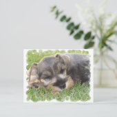 Snoozing Schnauzer Briefkaart (Staand voorkant)