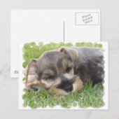Snoozing Schnauzer Briefkaart (Voorkant / Achterkant)