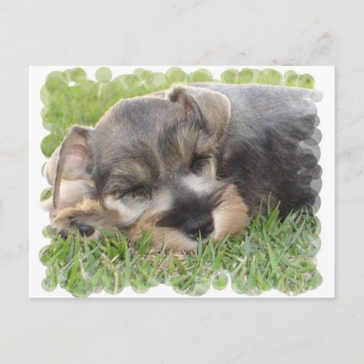 Snoozing Schnauzer Briefkaart (Voorkant)