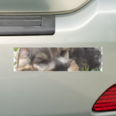 Snoozing Schnauzer-Bumpersticker Bumpersticker (Op auto)