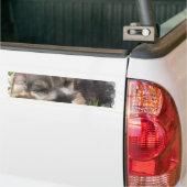 Snoozing Schnauzer-Bumpersticker Bumpersticker (Op Truck)