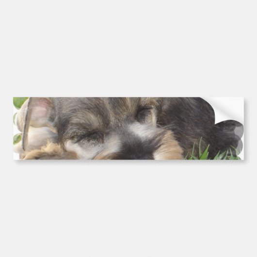 Snoozing Schnauzer-Bumpersticker Bumpersticker (Voorkant)