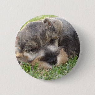 Snoozing Schnauzer-Button Ronde Button 5,7 Cm