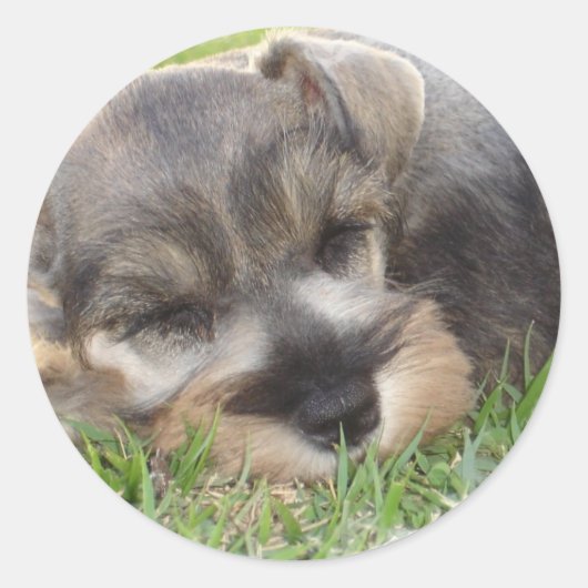 Snoozing Schnauzer Sticker (Voorkant)