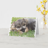 Snoozing Schnauzer Wenskaart Kaart (Gele Bloem)