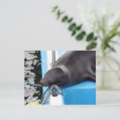 Snoozing van de Galapagos-eilanden Zee Lion Briefkaart (Staand voorkant)