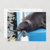 Snoozing van de Galapagos-eilanden Zee Lion Briefkaart (Voorkant / Achterkant)