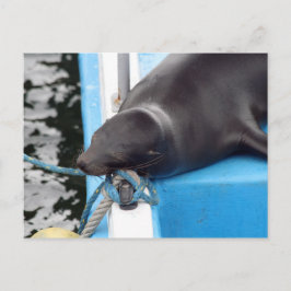 Snoozing van de Galapagos-eilanden Zee Lion Briefkaart