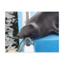 Snoozing van de Galapagos-eilanden Zee Lion