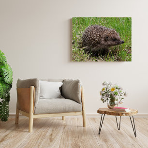 Snorharige Zwervers: Witborstegel (also known as: Perfect Poster